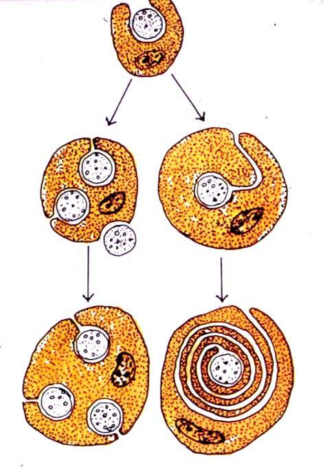 Avvolgimento dell assone da parte di cellule della glia