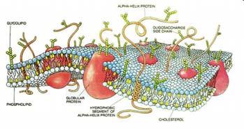 Membrana plasmatica Doppio strato lipidico («bilayer») Struttura delle membrane http://en.wikibooks.