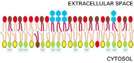 Poichè la fosfatidilserina carica negativamente è localizzata nel monostrato interno, vi è una significativa differenza di cariche fra le due metà del doppio strato: Importanza dell assimmetria (2) L