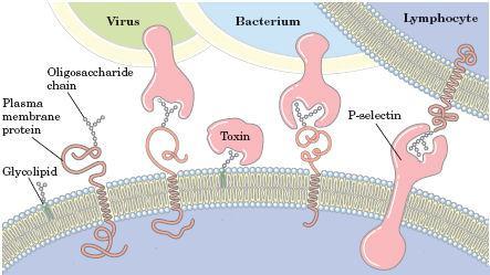 cosiddetto barile β) Questa forma di struttura multipasso è tipica delle proteine porine.