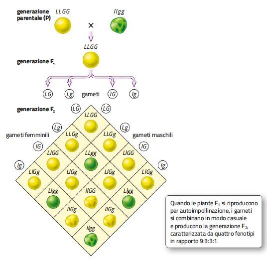 11. La terza legge di Mendel: l assortimento indipendente /1 Secondo la legge dell assortimento