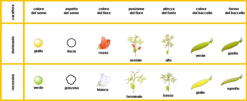 Analisi dell ereditarietà di