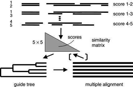 Allineamento iterativo STOP IF CONVERGED W Il primo allineamento multiplo viene usato per predire un nuovo albero, nuovi