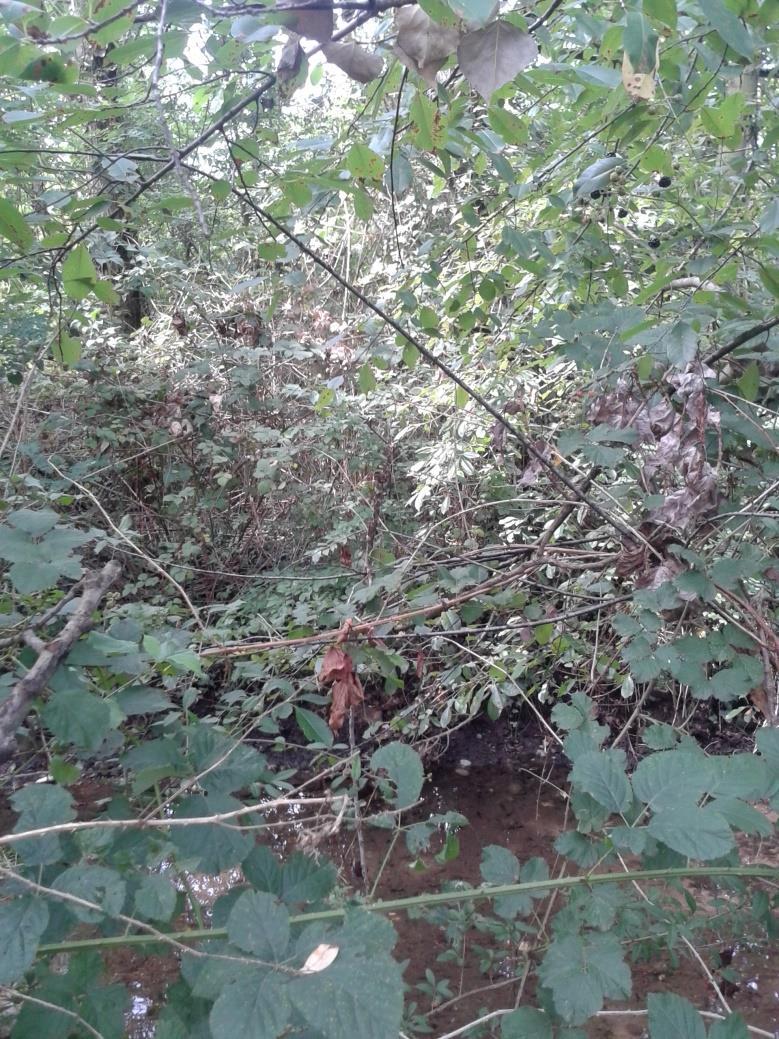 SPECIE strato strato strato arboreo arbustivo erbaceo ubus ulmifolius 2 + Ligustrum vulgaris 1 Cornus mas 2 Populus