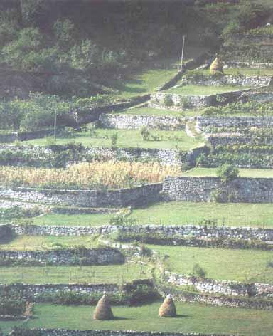 Terrazzamenti o masiere, ancora a Valstagna, per