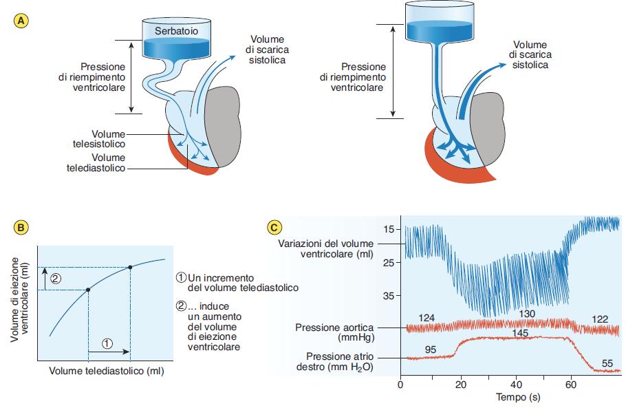 Gittata cardiaca = Volume