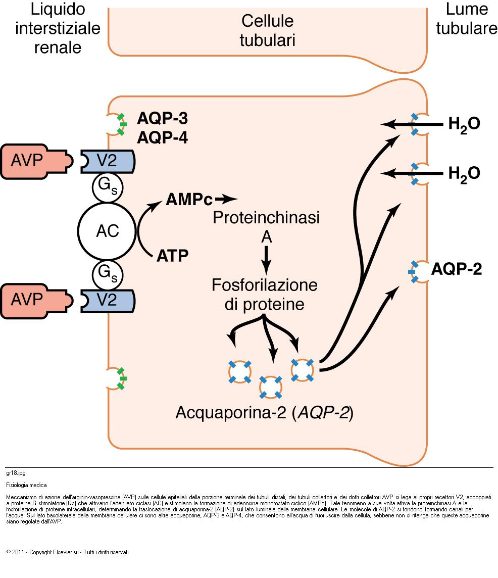 APPARATO IUXTAGLOMERULARE: SISTEMA RENINAANGIOTENSINA Na + carico MACULA DENSA ADENOSINA VASODILATAZIONE ARTERIOLA EFFERENTE (recettori A2A) VASOCOSTRIZIONE ARTERIOLA AFFERENTE (recettori A1A) mmhg