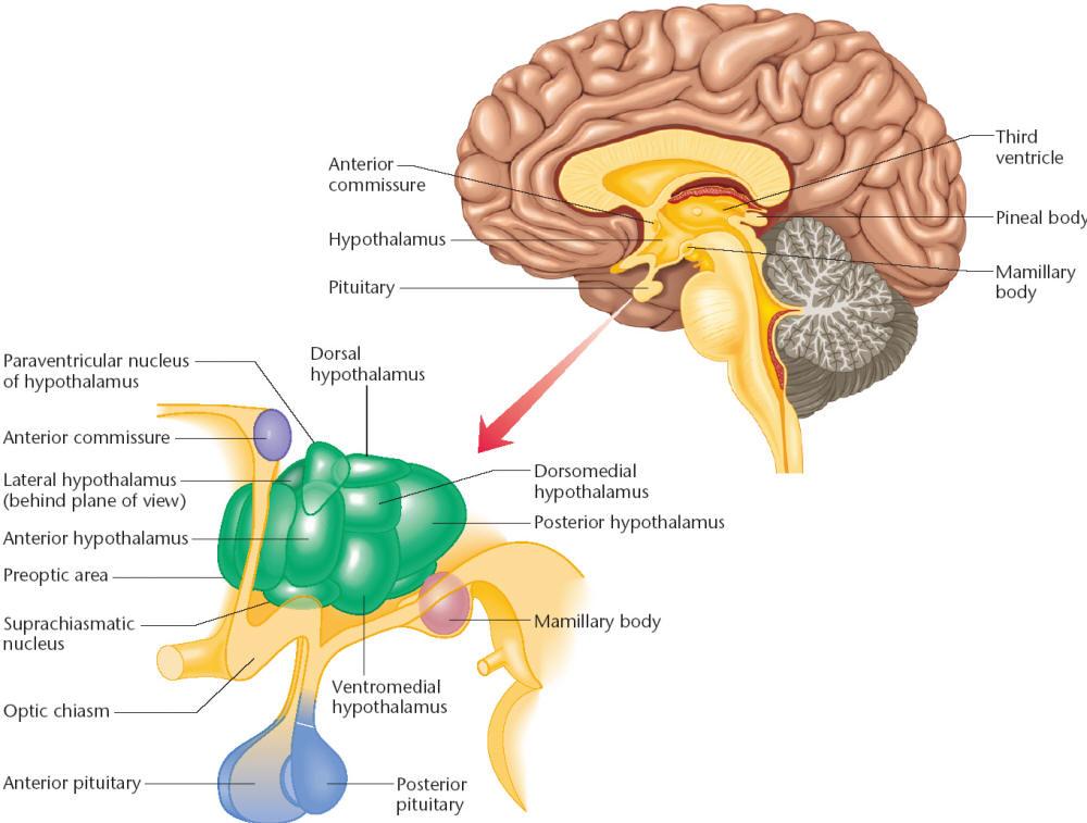 BILANCIO IDRICO: IPOTALAMO N. PARAVENTRICOLARE BILANCIO IDRICO, STRESS N. dorsale Commissura anteriore N.
