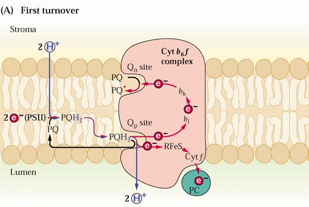 CICLO Q ossidazione plastoidrochinone un elettrone va verso il PS I Ogni PC trasporta 1 e- per volta.