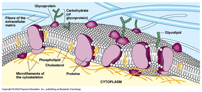 08/11/2016 Membrana plasmatica Struttura delle membrane cellulari