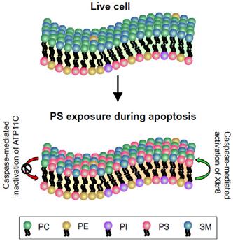La traslocazione della fosfatidilserina nelle cellule apoptotiche ha luogo mediante due meccanismi: Il traslocatore di fosfolipidi che normalamente trasporta i lipidi dal monostrato non