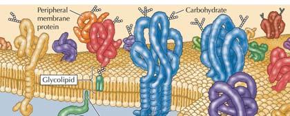 La membrana come condensatore elettrico Il doppio strato fosfolipidico è un isolante quasi perfetto Esso può separare le cariche elettriche fra l interno e l esterno della cellula: la membrana