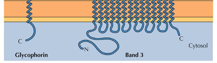 Alcune proteine transmembrana attraversano la membrana solo una volta, altre hanno diverse regioni che attraversano la membrana.