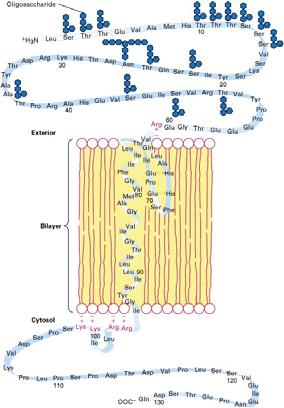 Nella maggior parte delle proteine transmembrana la catena polipeptidica attraversa il doppio strato lipidico in conformazione ad α elica [1] Una proteina transmembrana ha sempre un orientamento