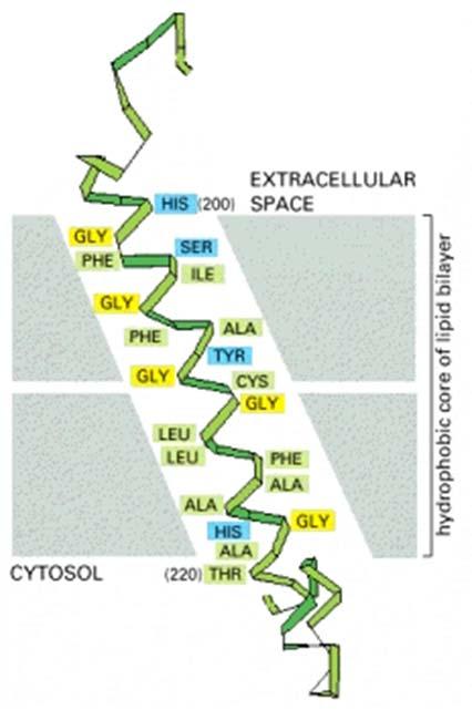 Proteine transmembrana [1] Dato che i legami peptidici stessi sono polari e dato che l