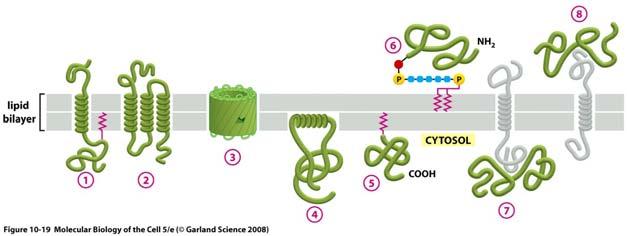 Proteine transmembrana [2] Nelle proteine a passo singolo il polipeptide attraversa un unica volta il doppio foglietto Nelle proteine transmembrana multipasso la catena polipeptidica l attraversa