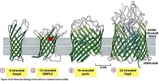 Proteine transmembrana [3] Una modalità alternativa per chè i legami peptidici del doppio strato lipidico satisfino alle esigenze di formare ponti di idrogeno è che i segmenti molteplici delle catene