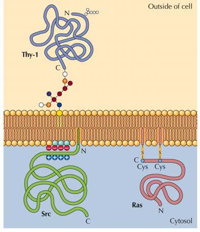 Proteine ancorate alla membrana da lipidi http://www.