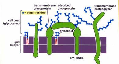 PRENILICO citosol http://www.ncbi.nlm.nih.