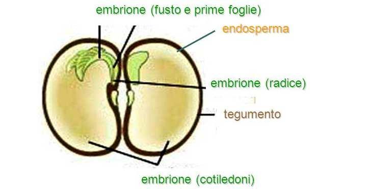 IL SEME (fusticino e plumula) Dalla fecondazione si forma lo zigote che si moltiplica originando il piccolo embrione.