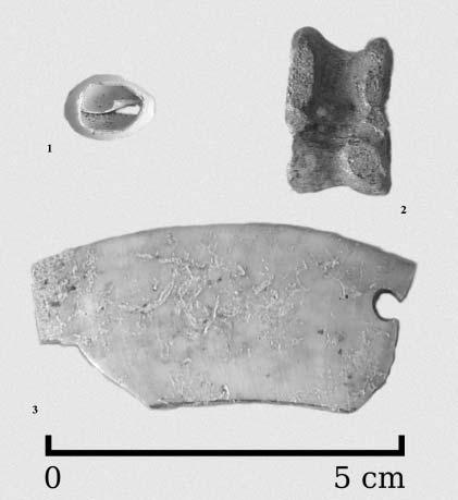 Tell Afis: contributo allo studio della fauna dell età del bronzo e del ferro (scavi 2008) diano (Wilkens 2000b).