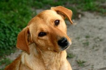 Trapianti (casi sporadici) Laboratoristi, operatori sanitari di centri antirabbici, Lavoratori veterinari,