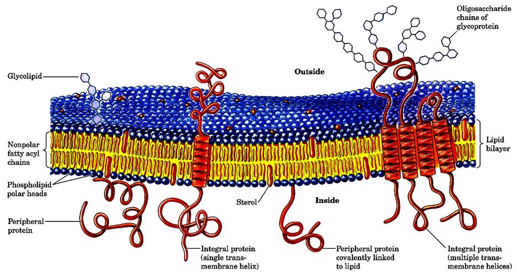 I glicerofosfolipidi, dato il loro carattere anfipatico, hanno la tendenza a formare insieme agli sfingolipidi e agli steroli, aggregati molecolari a doppio strato (costituendo in tal modo le