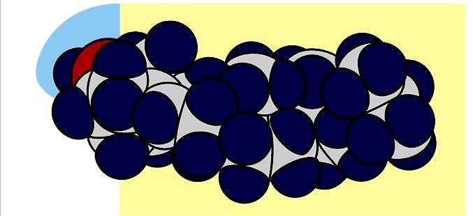 Nei vertebrati il colesterolo è sintetizzato nel fegato a partire da un triterpene (30 C): lo squalene.