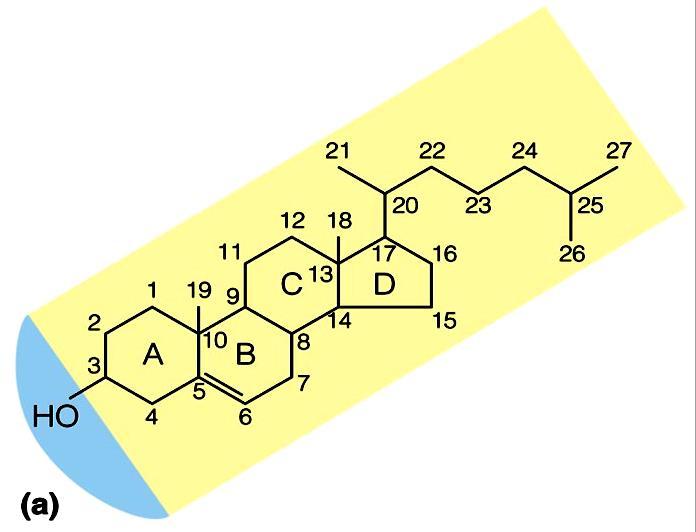 In alcuni organismi variazioni nel contenuto di colesterolo sono utilizzate per regolare le funzioni biologiche delle membrane.