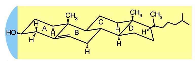 conformazione a sedia. Ciò conferisce al colesterolo una struttura compatta e rigida rispetto agli altri elementi idrofobici della membrana.