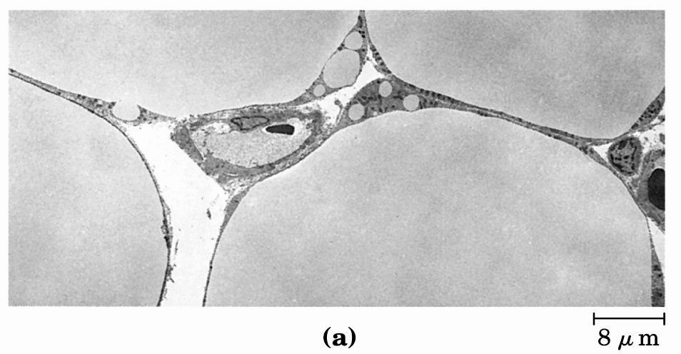 ACILGLICEROLI Gli acilgliceroli sono esteri di acidi grassi con un alcol trivalente, il glicerolo.