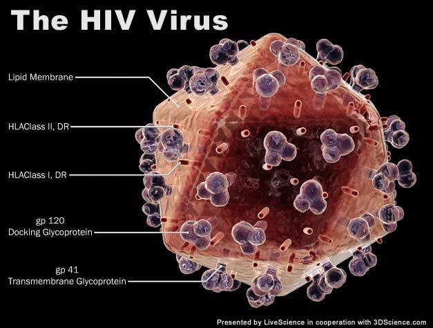 L A.I.D.S. o S.I.D.A. è una sindrome da immunodeficienza acquisita.