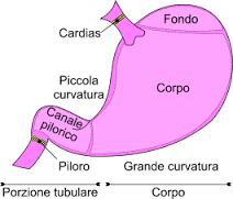 IL CANALE DIGERENTE - LO STOMACO FUNZIONE: - Digerire parzialmente il cibo (proteine) grazie all azione dei succhi gastrici.