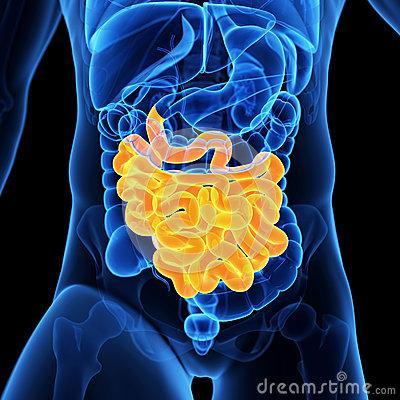 rivestito da mucosa, esternamente da fasci muscolari; - è caratterizzato da un elevatissima