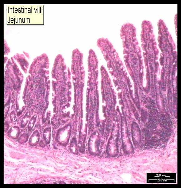 IL CANALE DIGERENTE - L INTESTINO TENUE FUNZIONE: - Digerire (grazie a tre succhi ) proteine, grassi e carboidrati. - assorbire le sostanze nutritive.