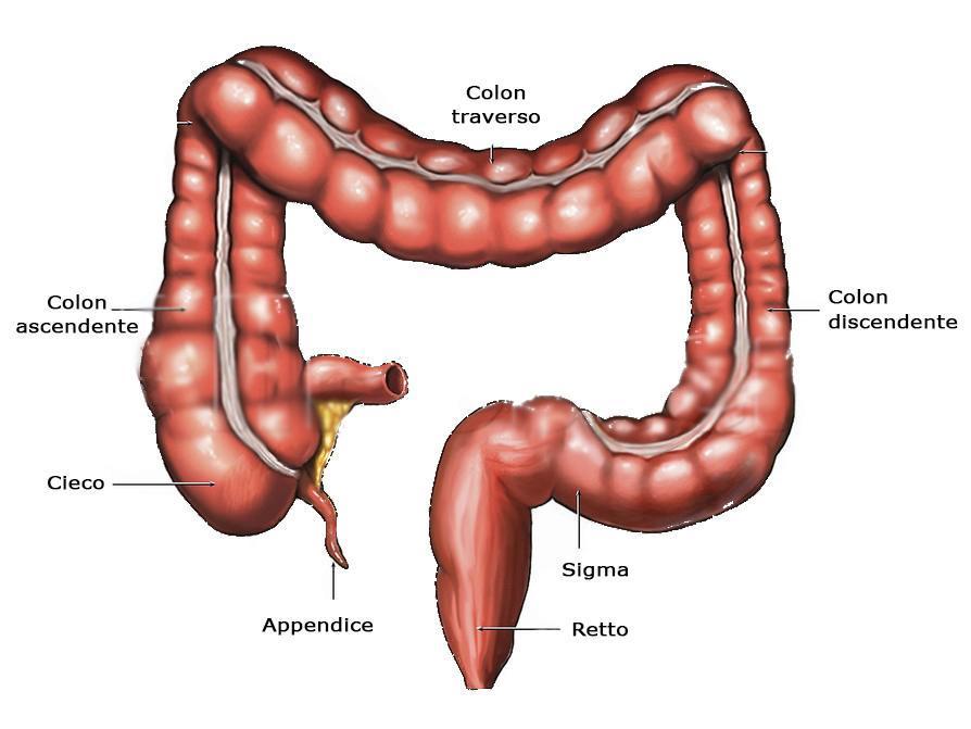 IL CANALE DIGERENTE - L INTESTINO CRASSO STRUTTURA - E un canale più corto e più largo dell intestino tenue; - suddiviso in intestino cieco (con l appendice) colon