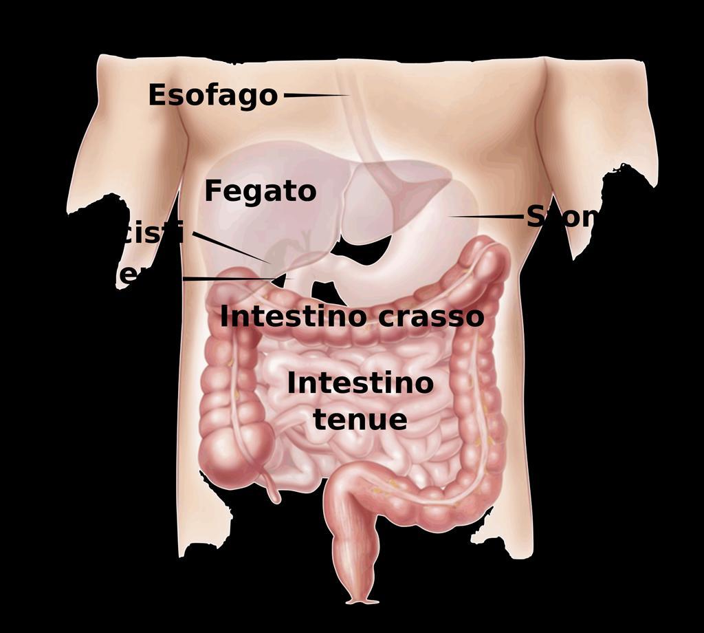 IL CANALE DIGERENTE - L INTESTINO CRASSO