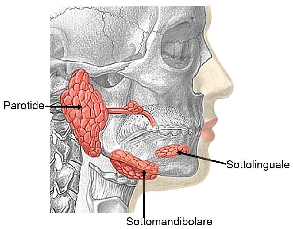 GLI ORGANI ANNESSI - LE GHIANDOLE SALIVARI 3 TIPI GHIANDOLA PAROTIDE GHIANDOLA LINGUALE GHIANDOLA SALIVARE