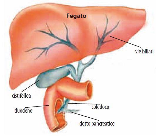 GLI ORGANI ANNESSI - IL FEGATO E LA CISTIFELLEA Il fegato è la ghiandola più grande del nostro corpo; é situato sopra allo stomaco.