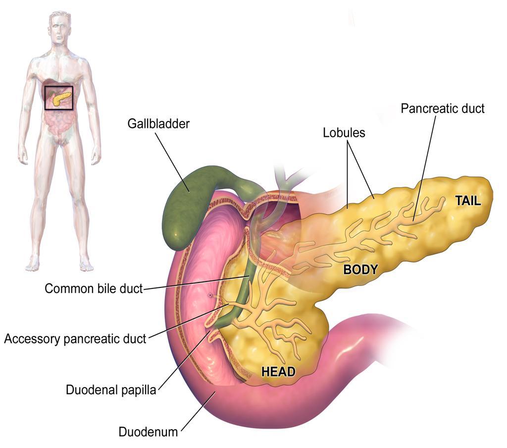 GLI ORGANI ANNESSI - IL PANCREAS Il pancreas è una piccola ghiandola allungata posta sotto al fegato e dietro allo stomaco.