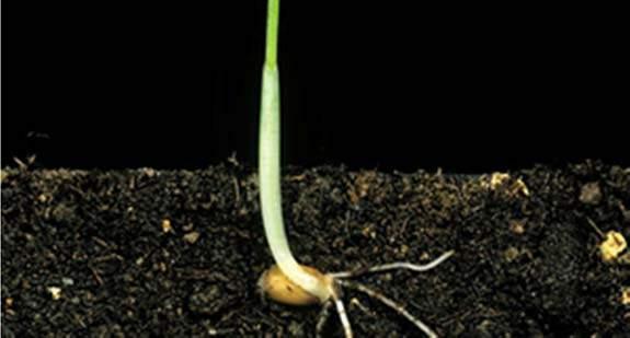 la prima foglia Seedling growth 10