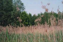 naturale lombardo della