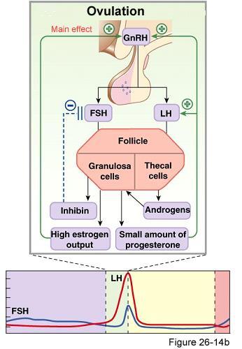 Controllo ormonale dell oogenesi LH cellule teca interna androgeni cellule della granulosa estrogeni