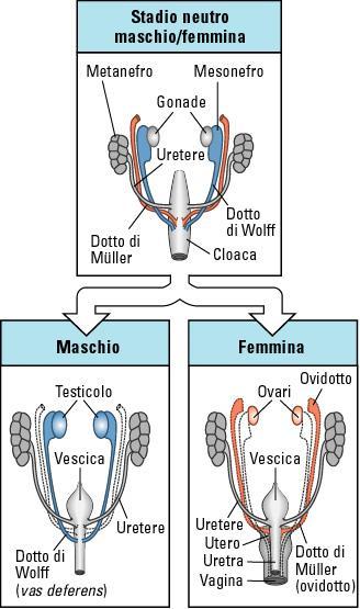 Sviluppo delle gonadi nei mammiferi L organo si abbozza