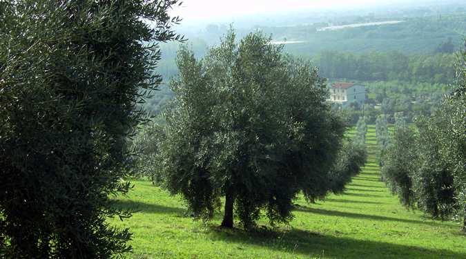 SETTEMBRE L OLIO DELLE COLLINE PONTINE L'olio di oliva è un olio