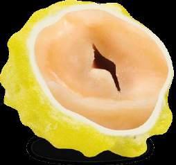 LIMONE ROSA Nocciola tostata al gusto di limone ricoperta da
