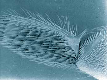 oltre a quella locomotoria anche altre funzioni Ciò è legato alla particolare conformazione di ciascun paio di zampe. Come già accennato, nelle zampe anteriori è presente la stregghia (Fig.