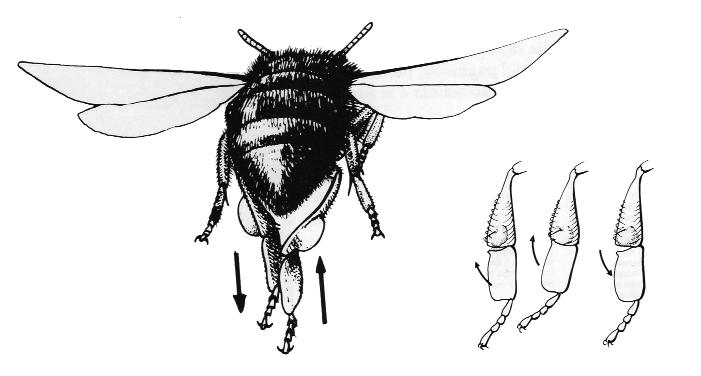 La pulizia del corpo in generale avviene durante gli spostamenti da un fiore all altro della stessa specie vegetale visitata ma anche durante le soste dell ape sui fiori.