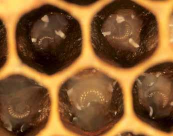 società: le stesse operaie, infatti, costruendo celle di covata di diversa grandezza, secondo le esigenze domestiche, condizionano l ape regina sul tipo di uova da deporre e quindi sul tipo di prole.