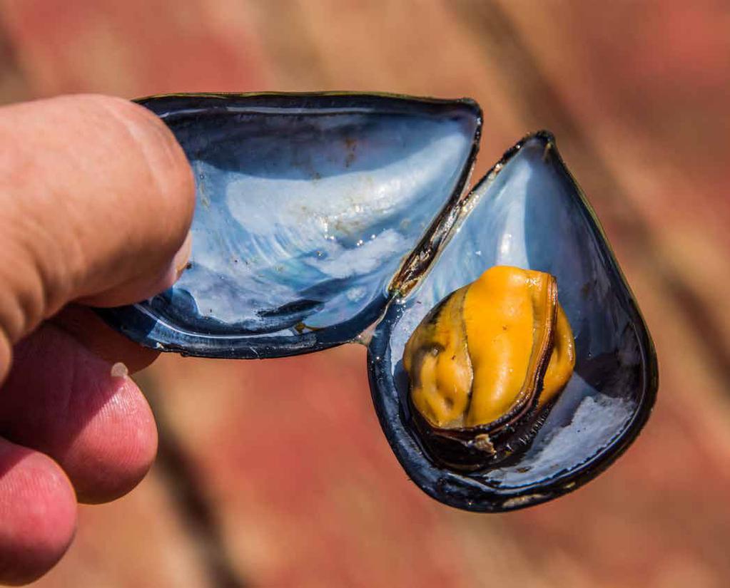 In primavera ospita le barche di porti limitrofi che praticano la pesca delle seppie con i bertovelli.